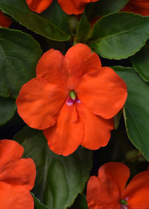 Impatiens Beacon Orange 48 plants per tray (Reg. 39.92)